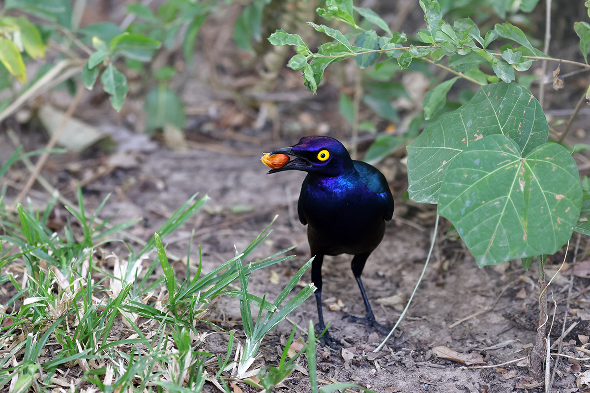 Purple Glossy Starling